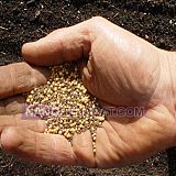 فروش بذردرختان مثمرو تزئینی فروش بذردرختان مثمرو تزئینی